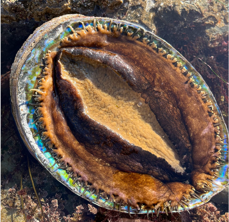 鲍鱼