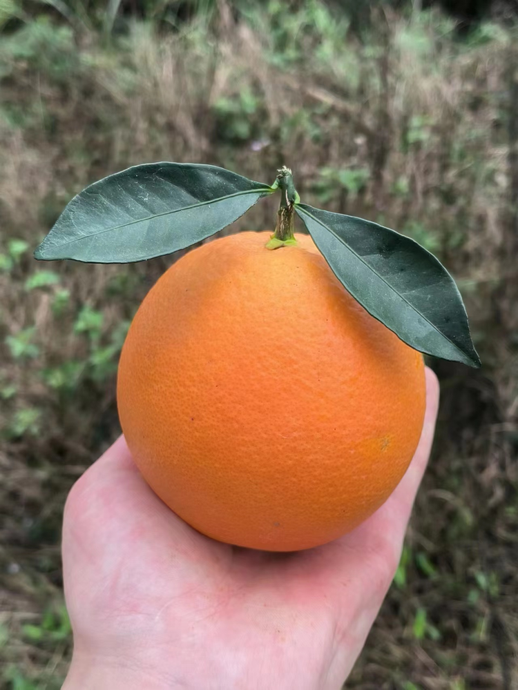 脐橙