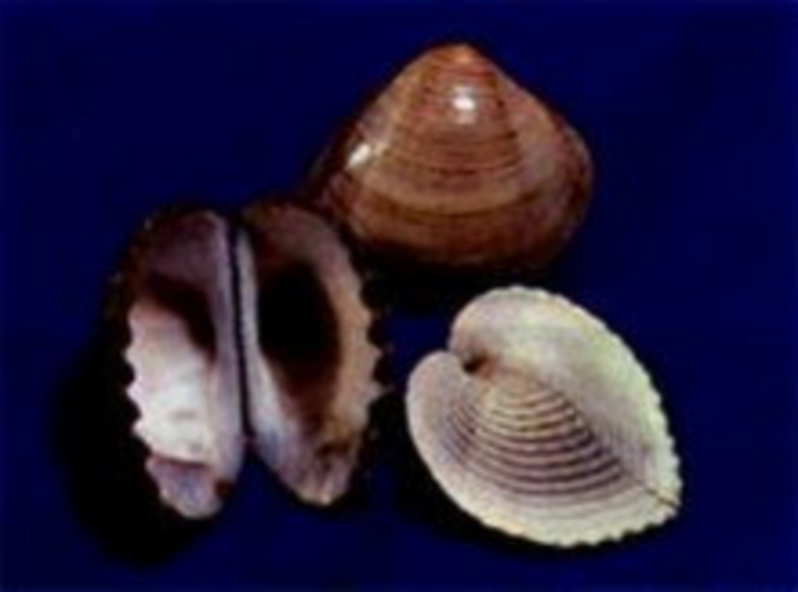 斧足
