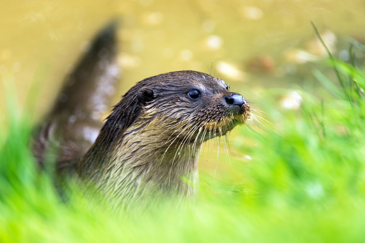 水獭Otter.jpeg