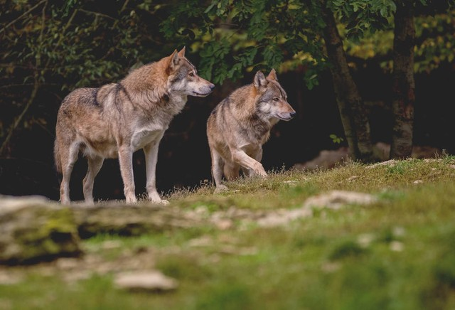 两只狼站在树前的草地上Two Wolf Standing on the Meadow in front of Trees