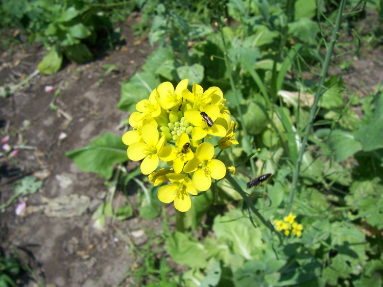 芸薹