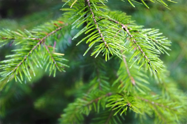 云杉树枝特写模糊背景。抽象背景。Spruce branch close-up on a blurred background. Abstract background.