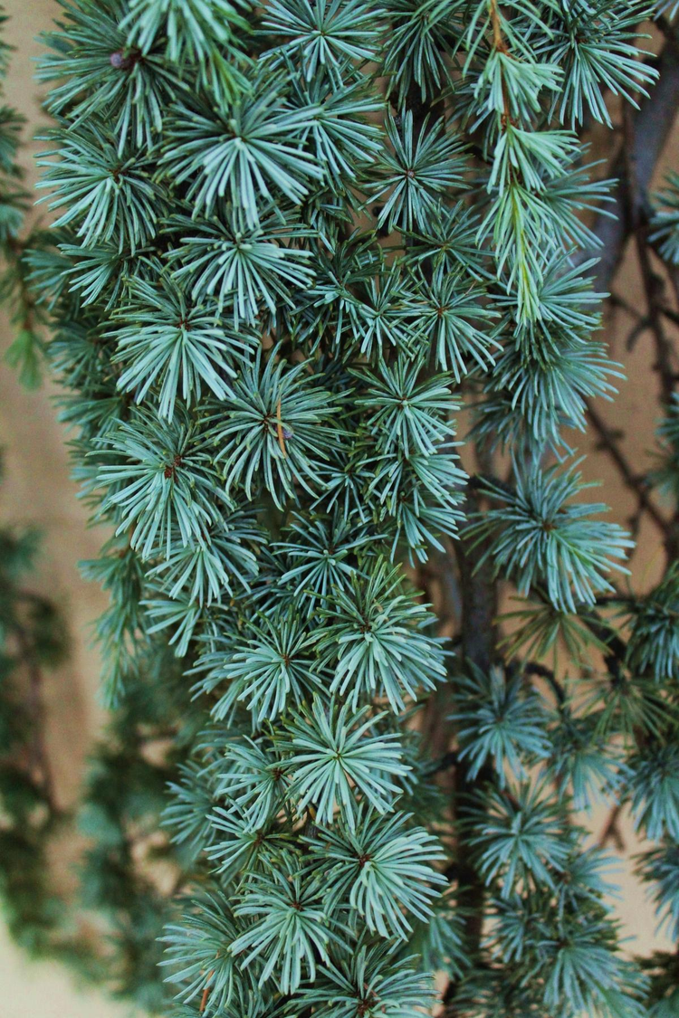 backyard_trees_branches_creative_landscaping_ideas_evergreen.jpeg
