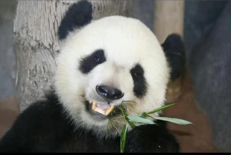 大熊猫乐乐