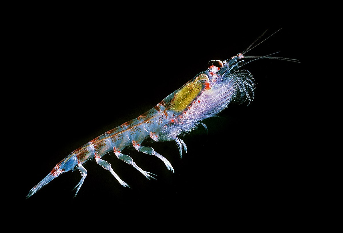 南极磷虾