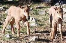 刚露出羊角的小柏柏里羊