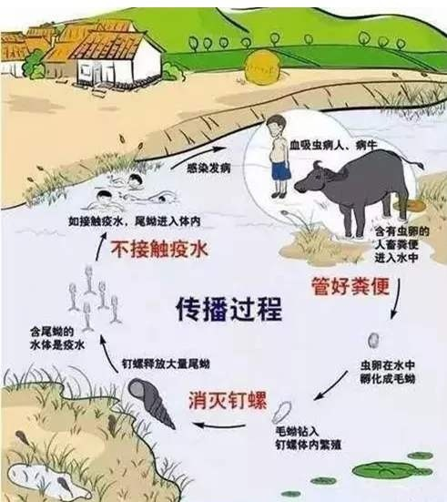 日本血吸虫