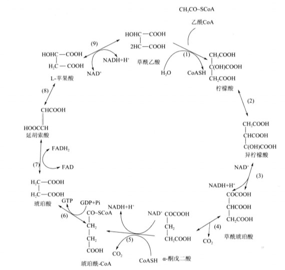 柠檬酸循环.png