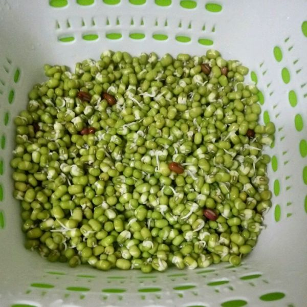 发豆芽