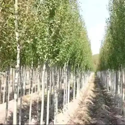 白城市