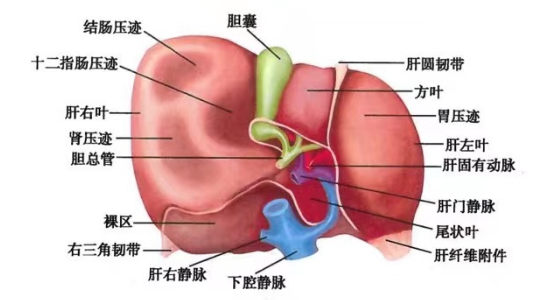 肝脏
