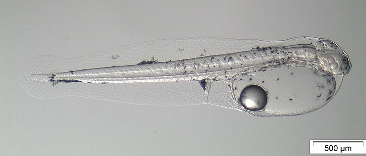 大西洋蓝鳍金枪鱼