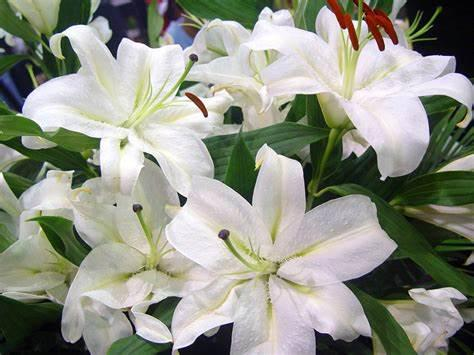 花卉