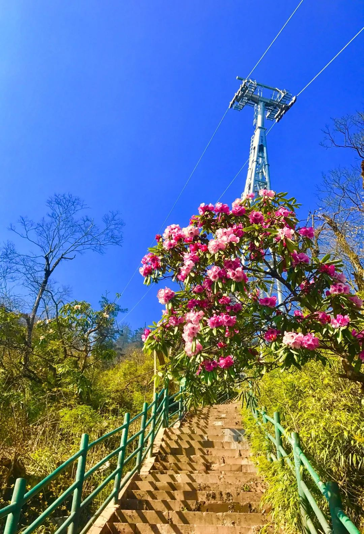 瓦屋山杜鹃花.jpeg