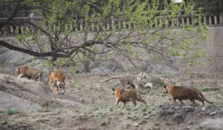 济南动物园