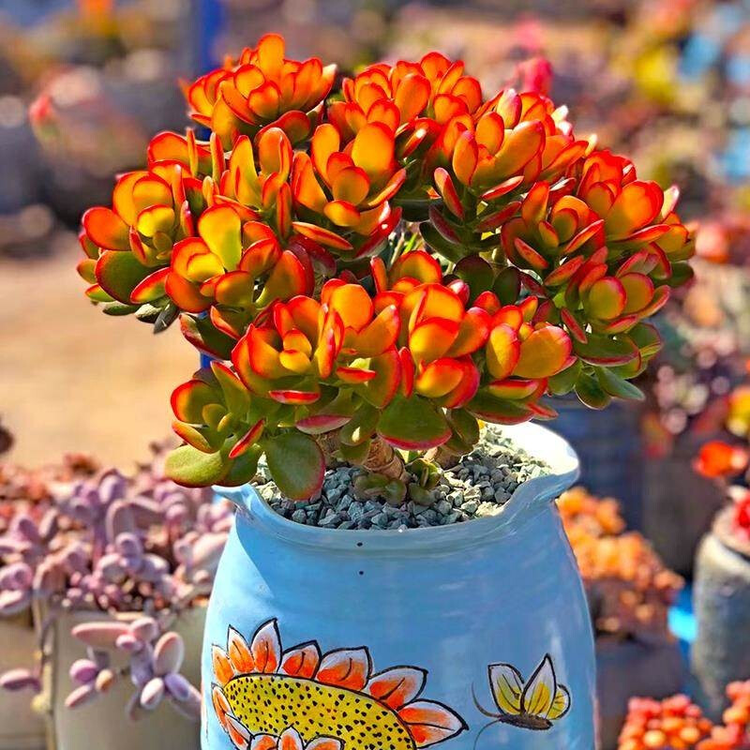 花月锦