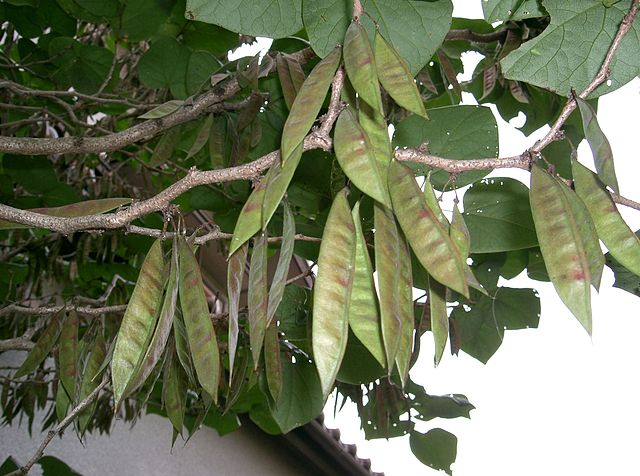 紫荆