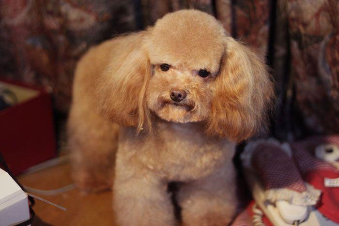 中国名犬