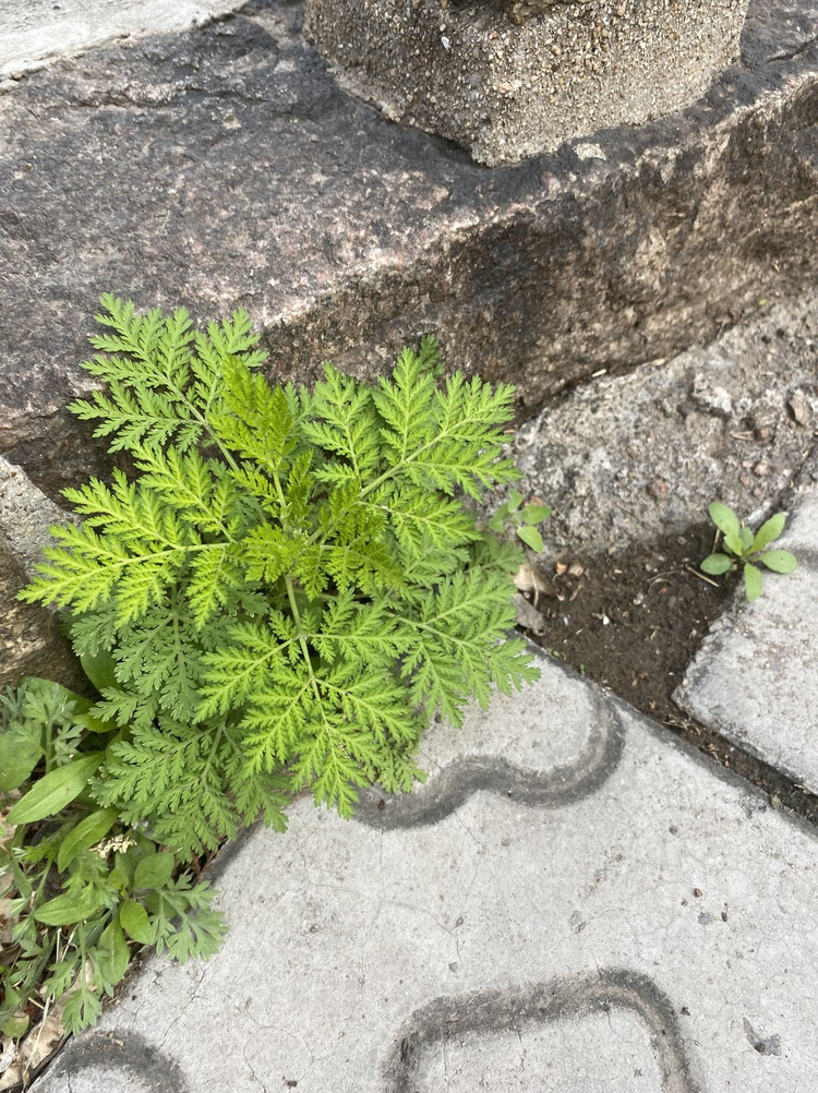 植物，花草，黄花蒿