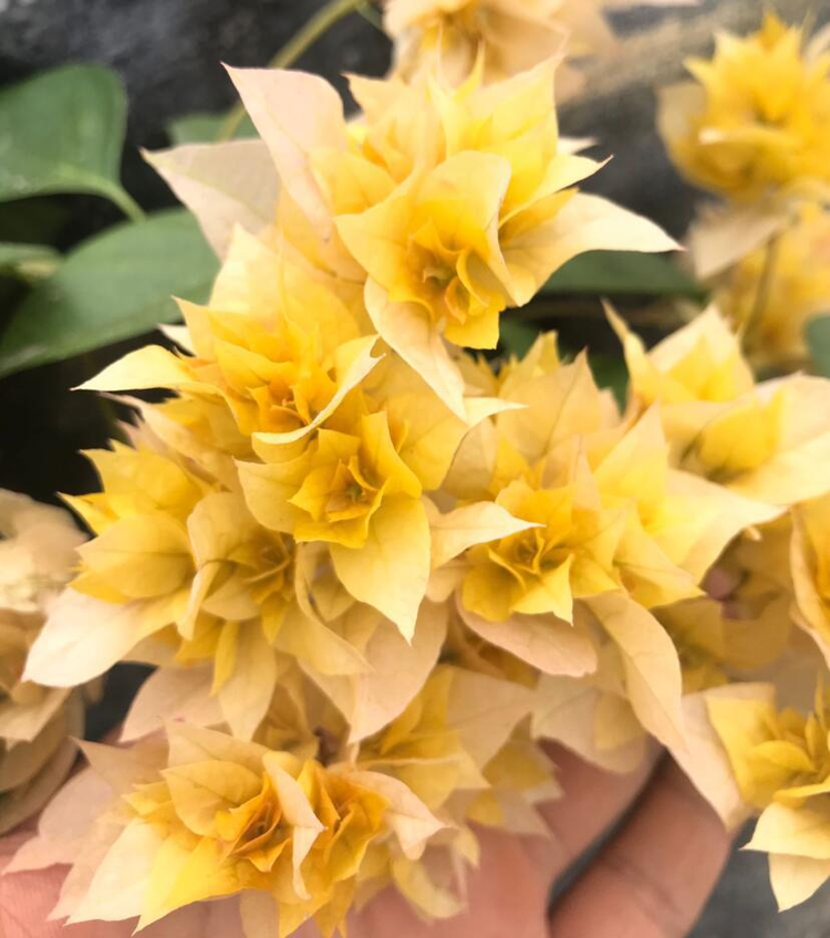 叶子花属