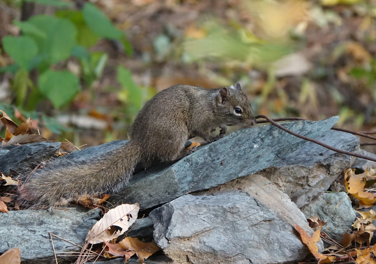 岩松鼠
