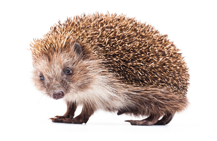 白色隔离的野生刺猬wild hedgehog isolated on white