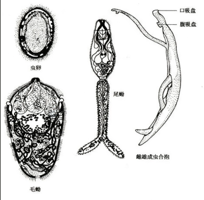 日本血吸虫