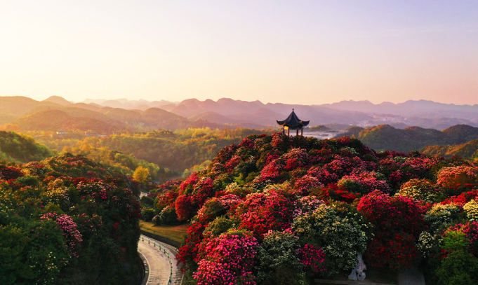 杜鹃景区.png