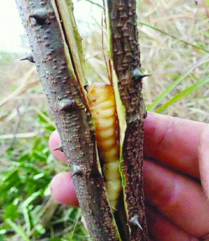 斗米虫