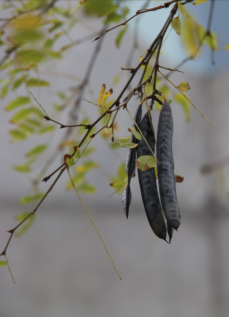 【偶见皂荚挂枝头，不由的想起宋时那句“不绿去垢青荚与，自爱苍鳞百岁根”古诗……】.jpeg