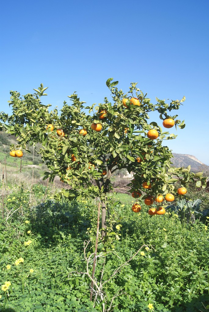 橘子树Tangerine tree