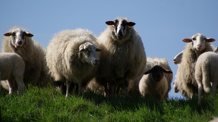 family_sheep.jpg