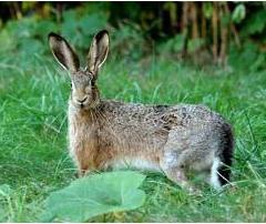 欧洲野兔