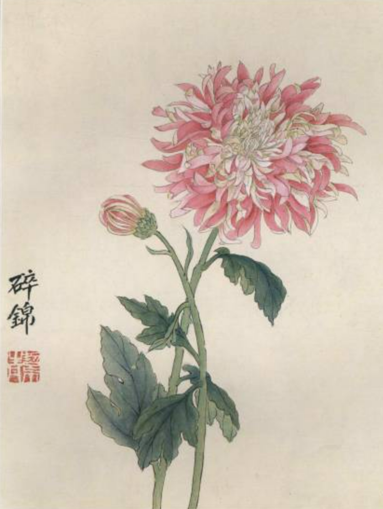 胡絜青