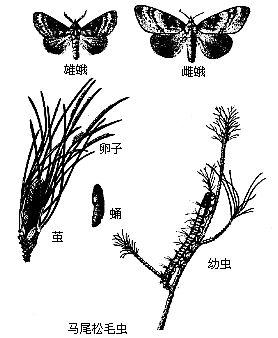松毛虫属