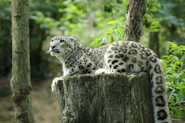 雪豹Snow leopard.jpeg