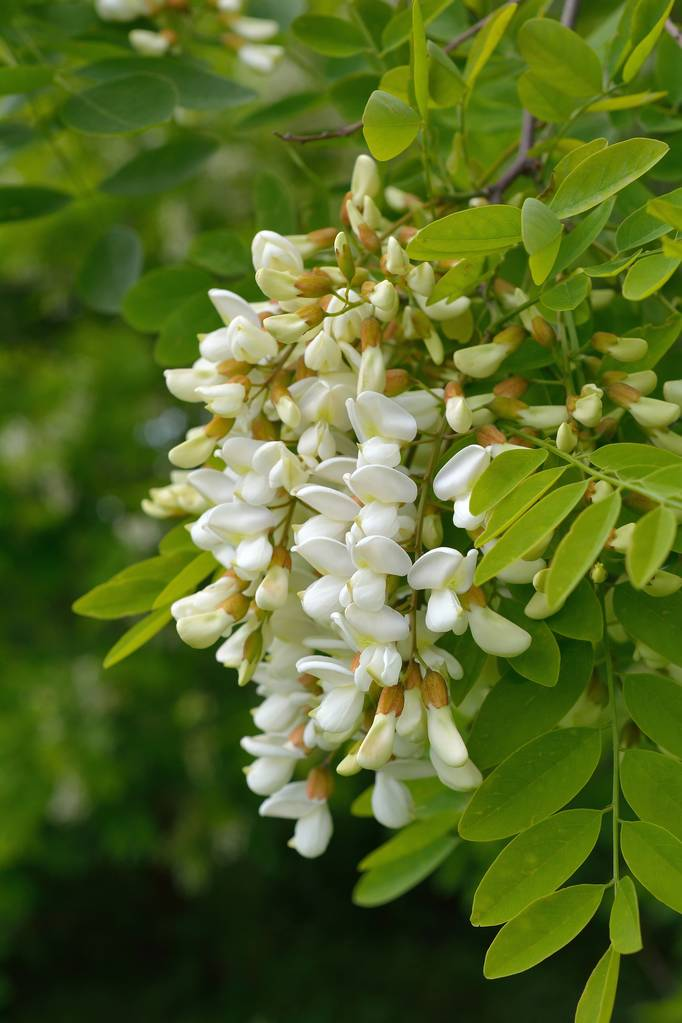 白花刺槐(黑槐)White flowers Robinia pseudoacacia L. (black locust)