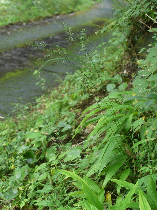 淡竹叶