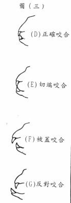 台湾犬