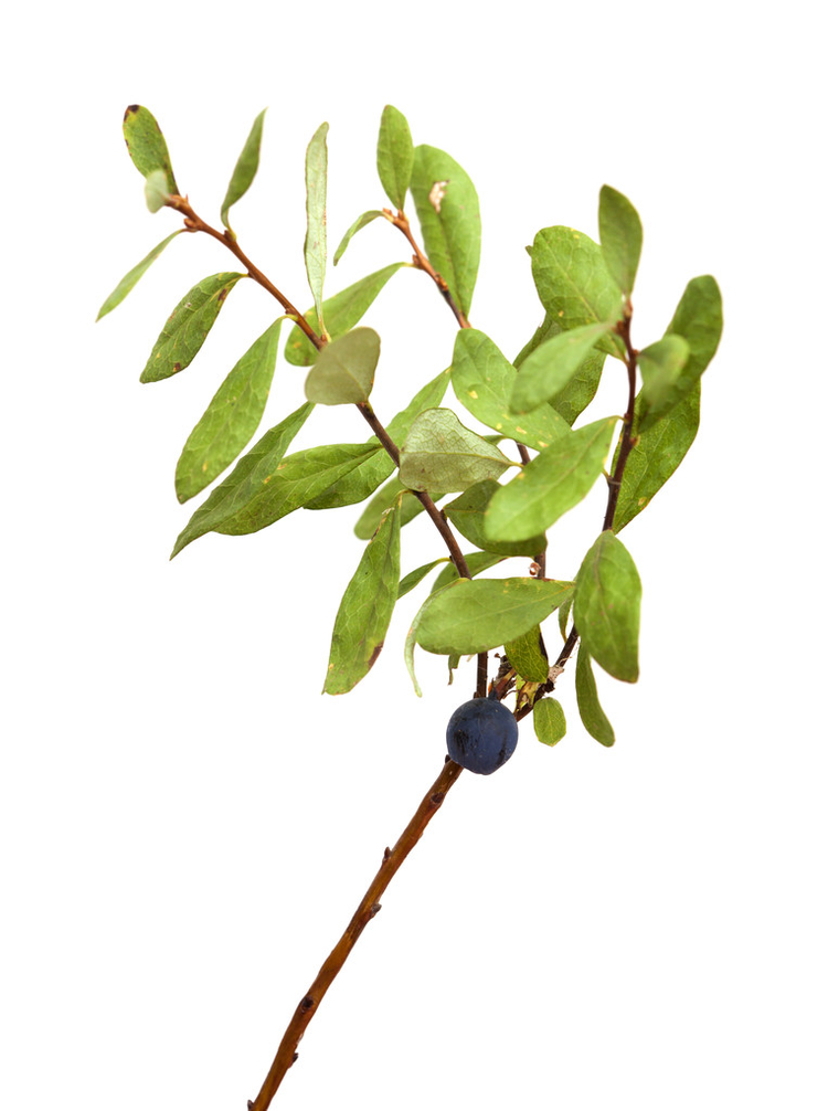 羽毛球疫苗Vaccinium uliginosum, bog bilberry