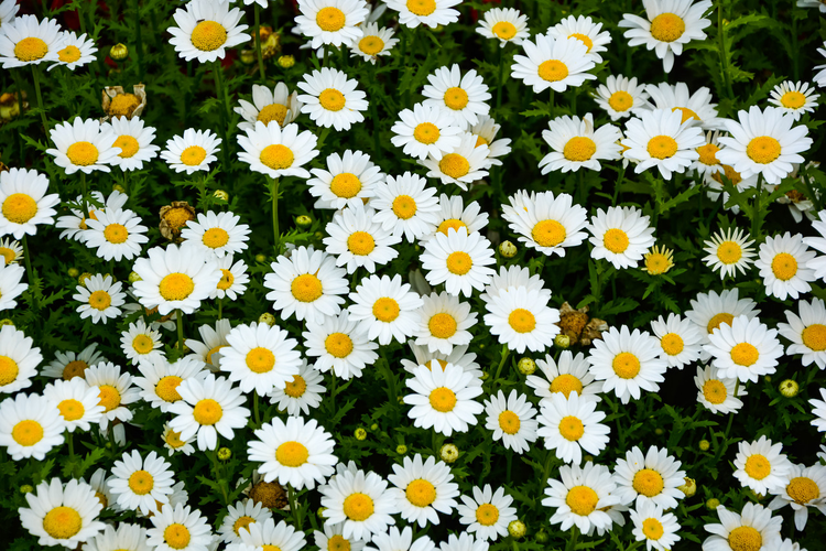 白晶菊