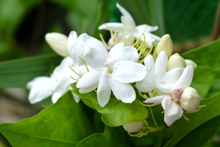 菲律宾