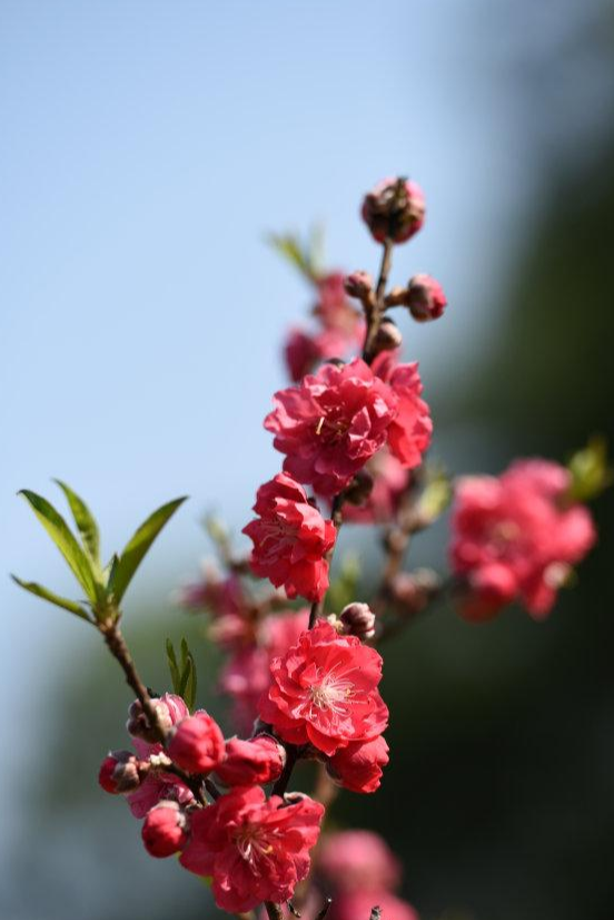 桃花谷