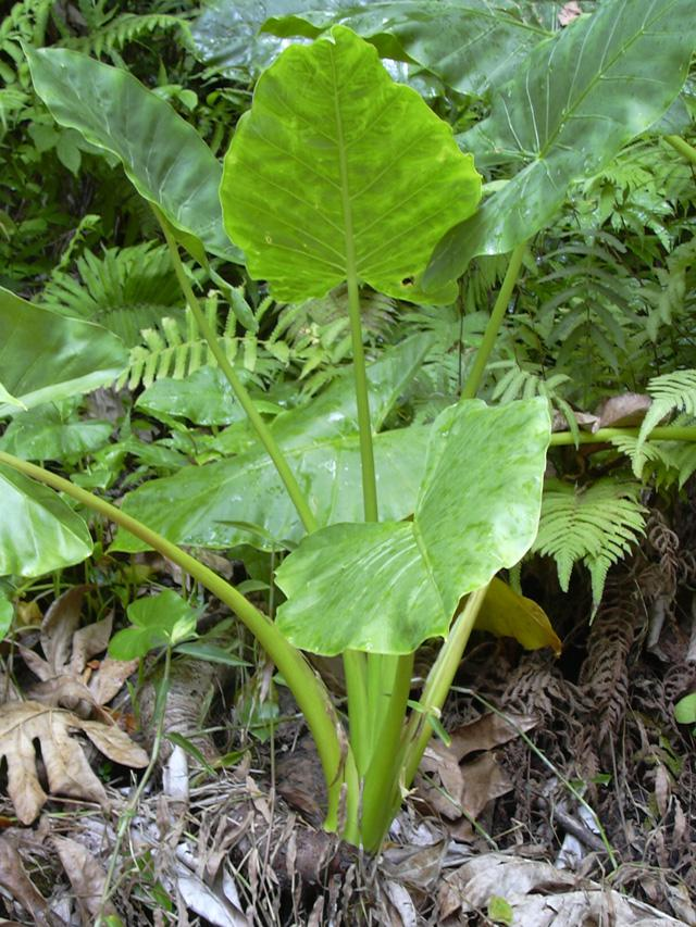 毒草