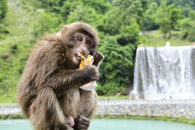 四川雅安，天全县喇叭河风景区