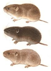 社田鼠