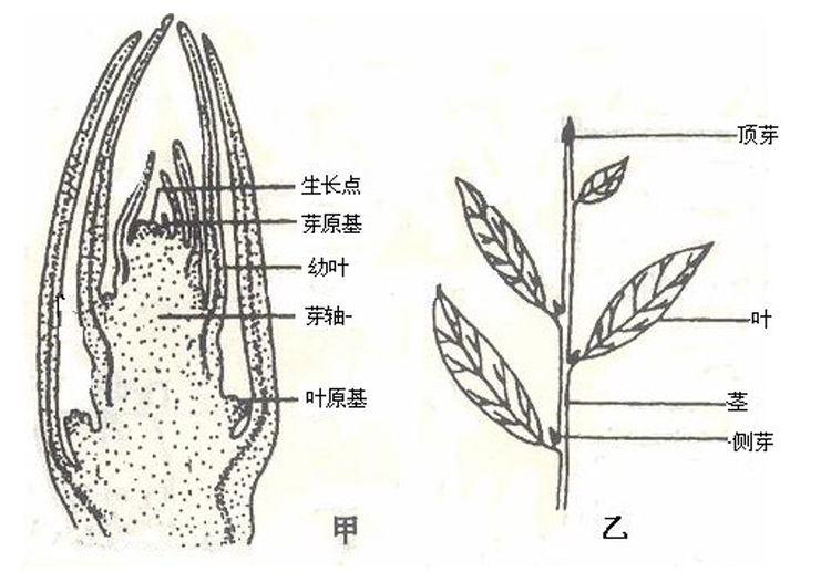 叶芽