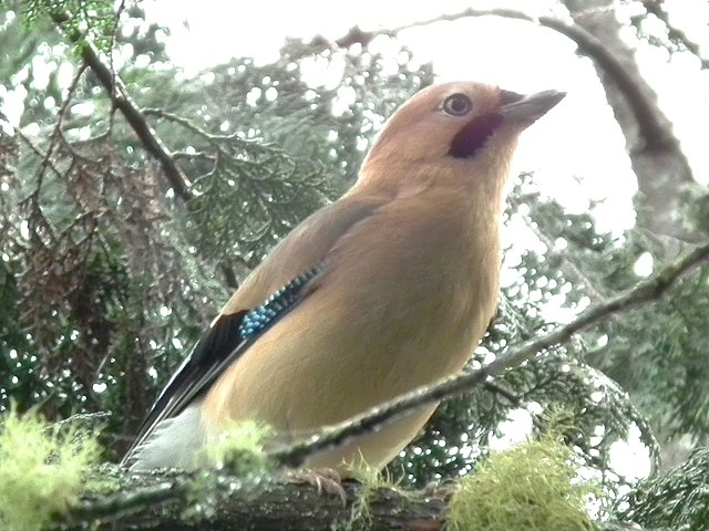 松鸦
