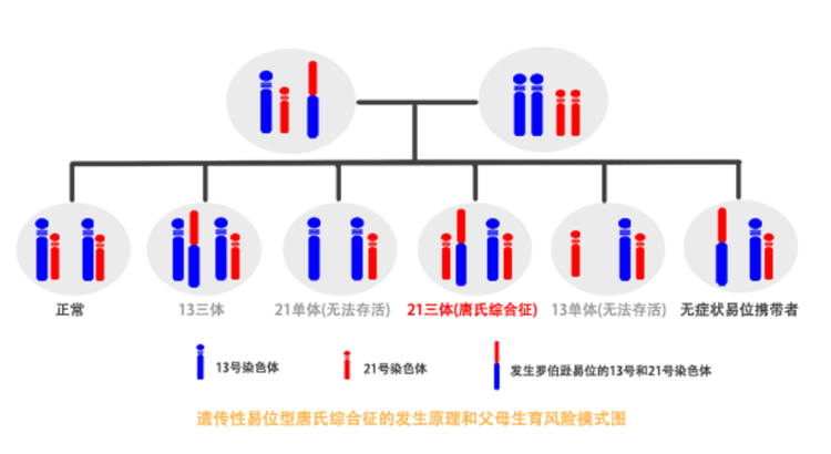 染色体平衡易位